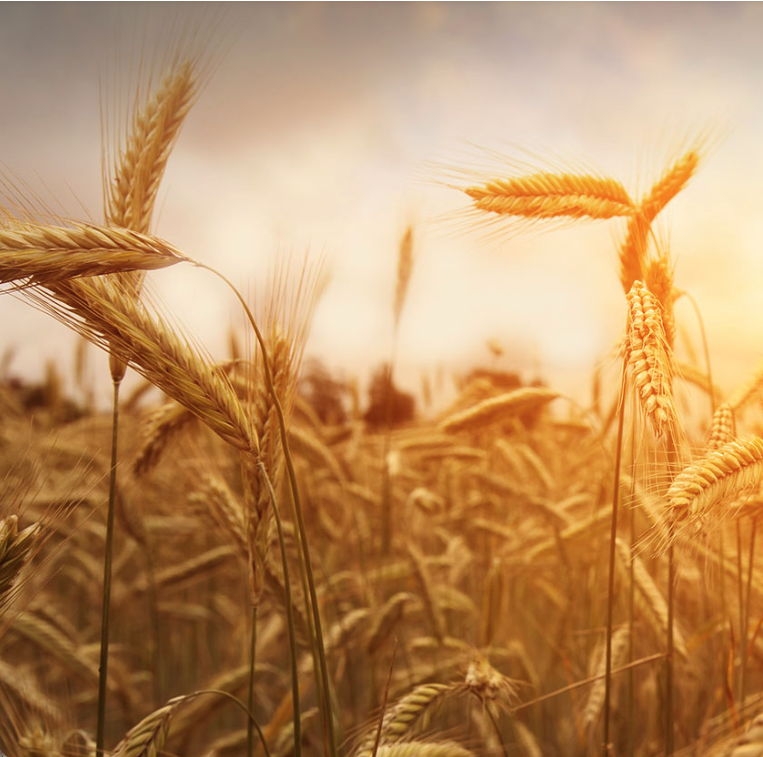 Pro-Cert Organic Systems