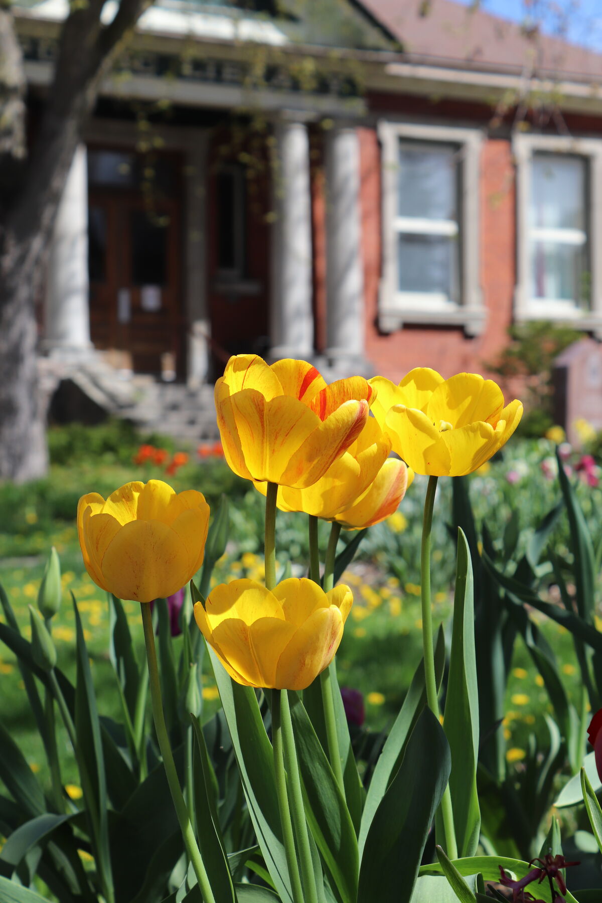 Kawartha Lakes Public Library | Lindsay Branch